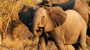 African Wildlife Safaris