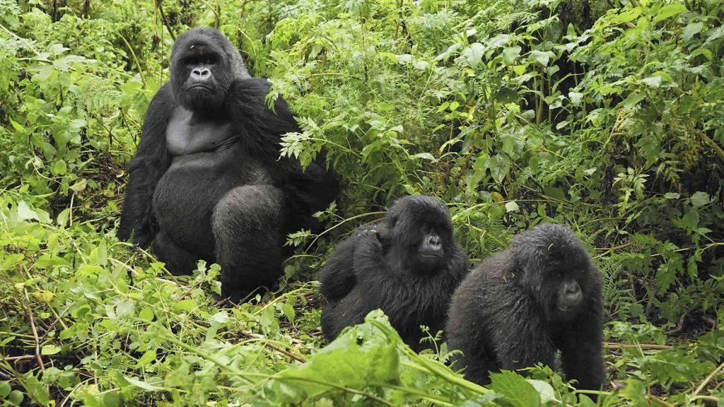 Gorilla tours in Uganda