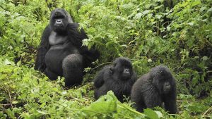 Gorilla tours in Uganda