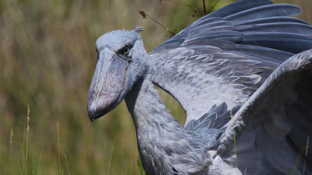 Africa Birding Safaris