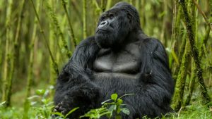 Rwanda Mountain Gorillas