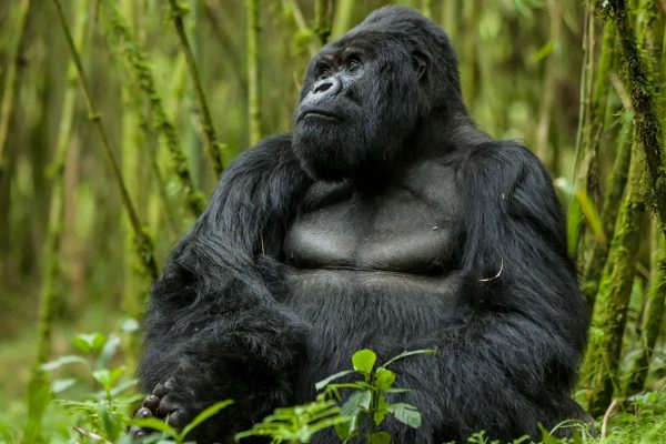 Rwanda Mountain Gorillas