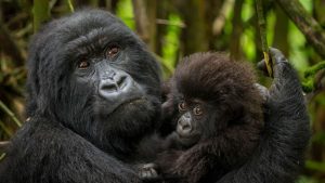 Uganda Mountain Gorillas