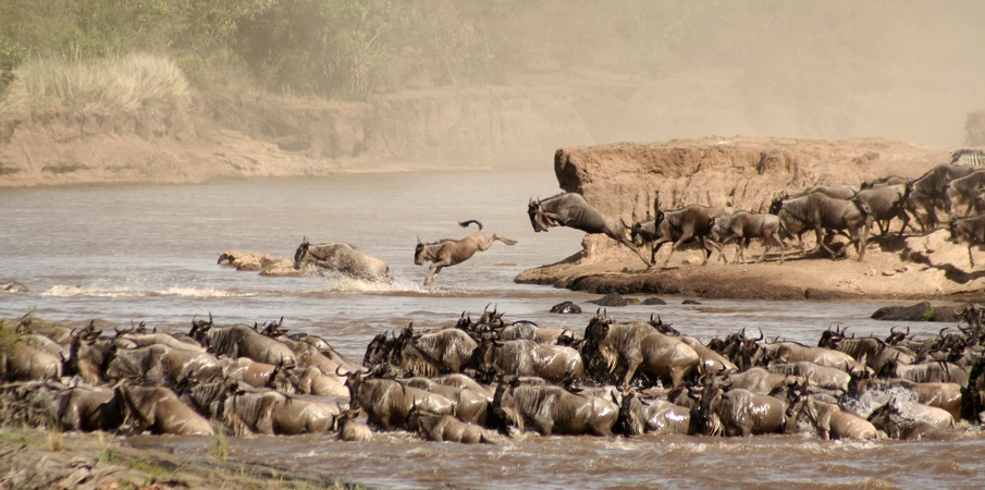 Maasai Mara Safaris Kenya