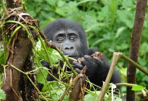 gorilla safaris