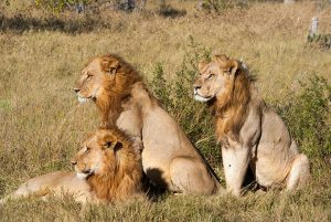Wildlife Tours in Kenya