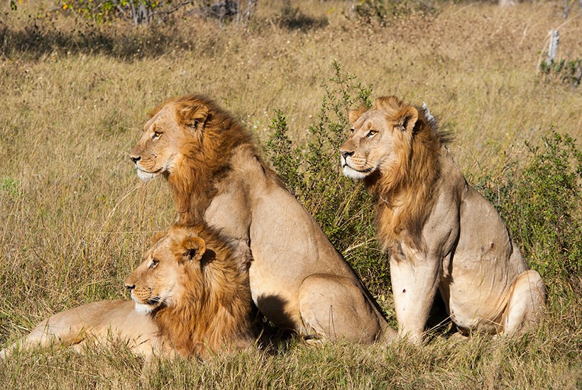 Wildlife Tours in Kenya