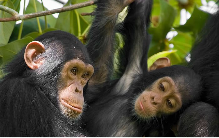 Primate tracking uganda